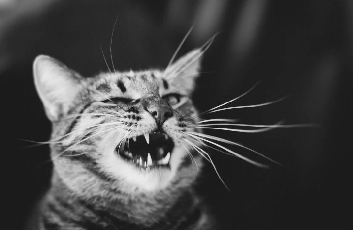 Коту также нужен уход, чтобы он не ушел