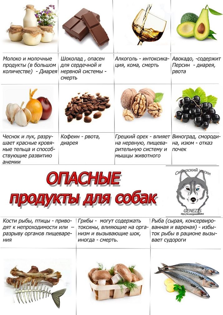 Запрещенные продукты для собак
