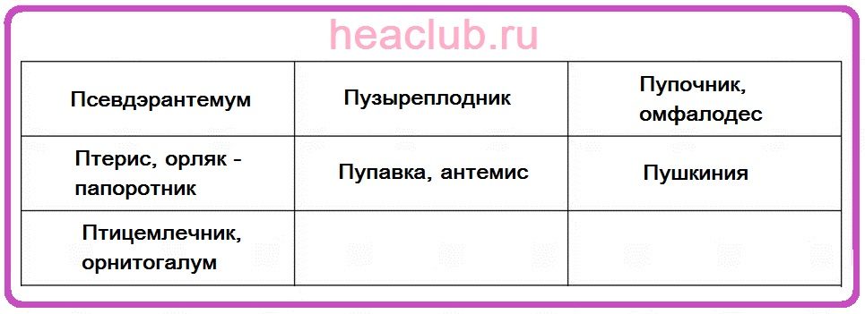 Названия цветов на "п" таблица