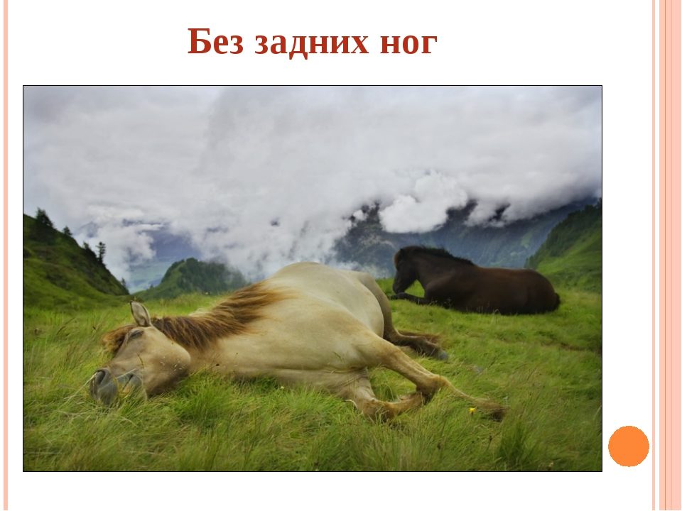 Чаще всего приводится пример лошади или собаки