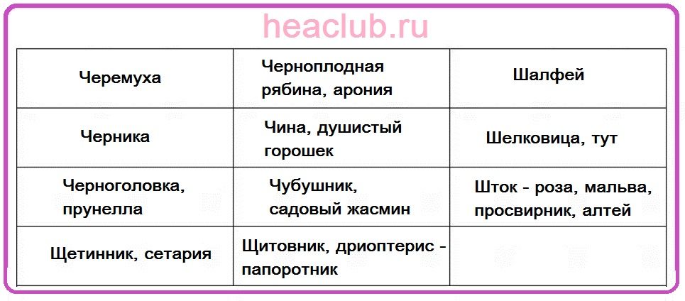 Названия цветов на "ч", "ш" и "щ" таблица