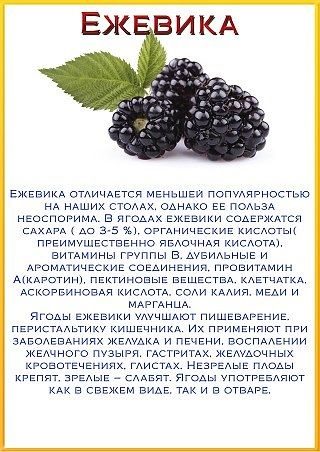 Польза ежевики