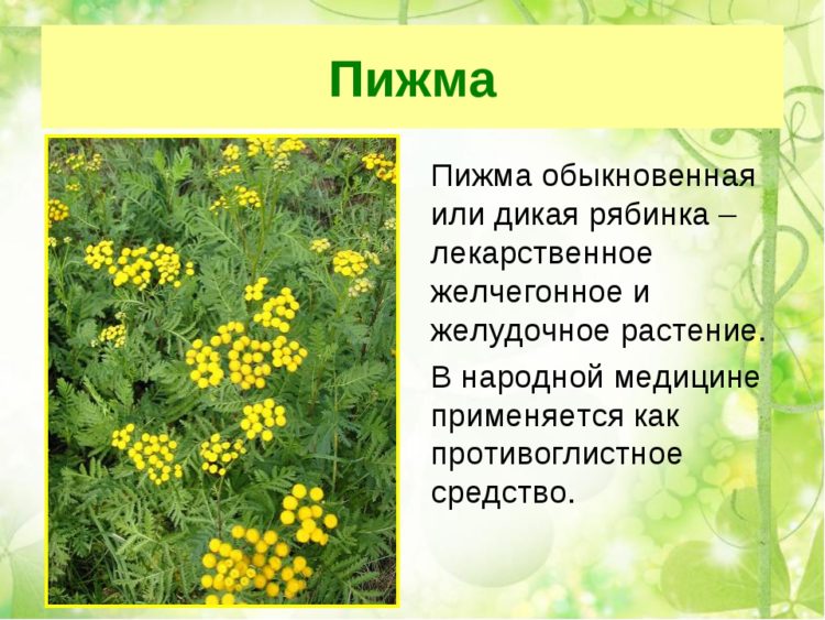 Пижма