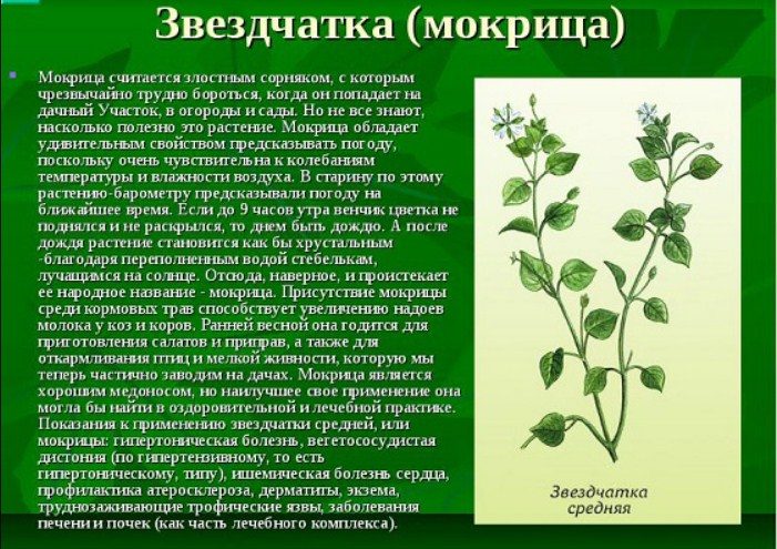Также полезное растение