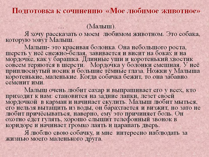 Сочинение про собаку