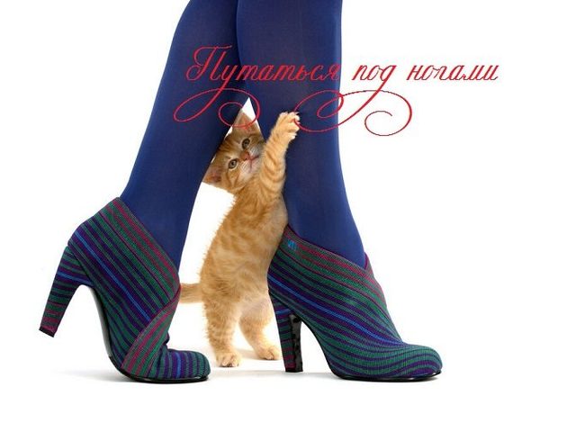 «Путаться под ногами»: происхождение, прямое и переносное значение фразеологизма, объяснение одним словом, примеры предложений