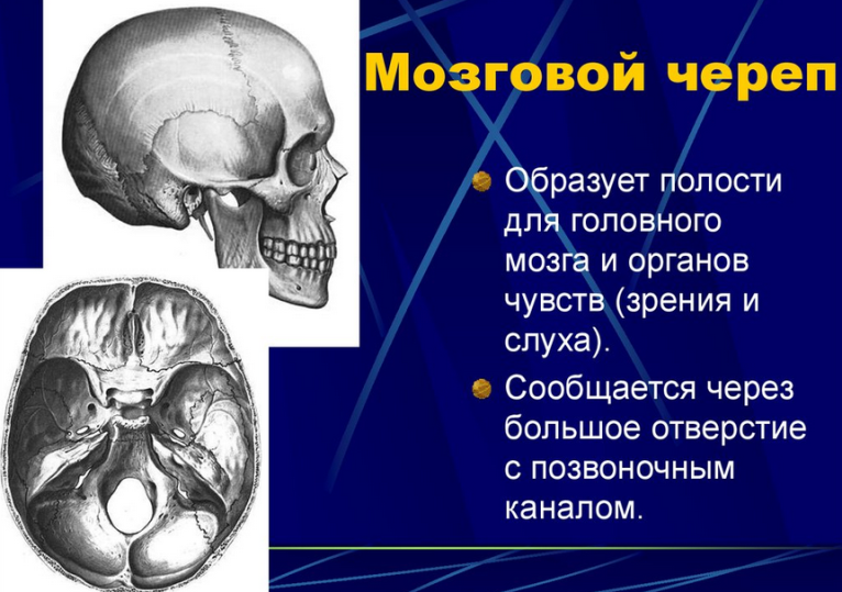 Мозговой череп