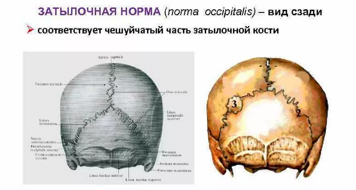 Затылочная норма