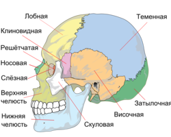 Анатомия — строение и функции черепа человека: схема с описанием, название костей и суставов, швы черепа, отличия черепа новорожденного от взрослого человека, женского от мужского. На какие части делится мозговой череп?