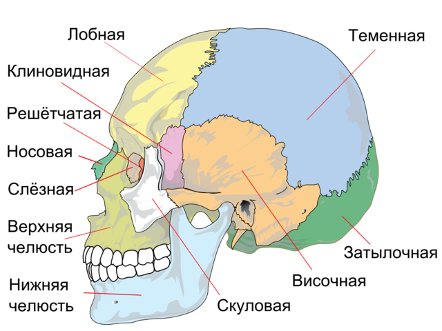 Анатомия — строение и функции черепа человека: схема с описанием, название костей и суставов, швы черепа, отличия черепа новорожденного от взрослого человека, женского от мужского. На какие части делится мозговой череп?