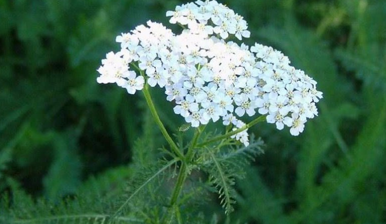 Тысячелистник