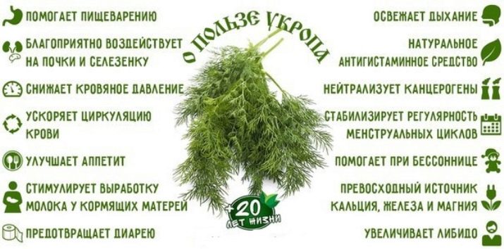 Польза укропа