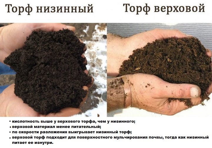Для елки подходит верховой торф
