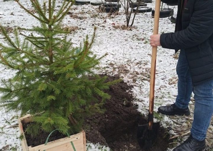 Взрослые саженцы лучше высаживать зимой, когда нет сильного мороза