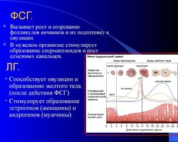 ФСГ и ЛГ — норма у женщин и мужчин: за что отвечают, что показывают? Оптимальное соотношение для зачатия у женщин