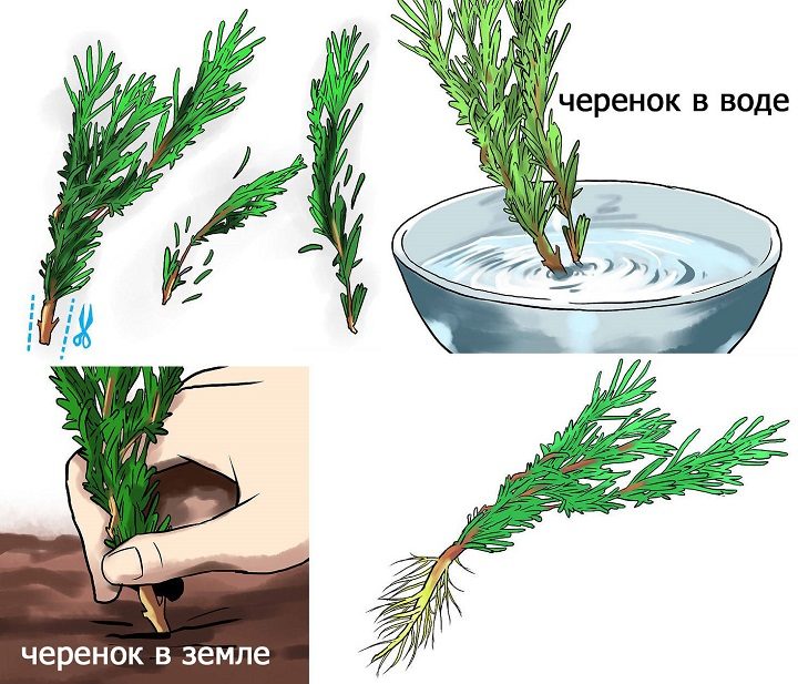 Схема проращивания черенка