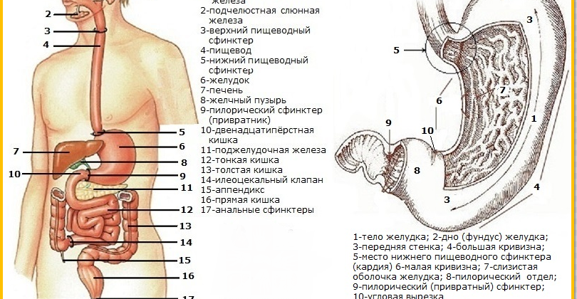 Схема анатомического строения желудочно-кишечного тракта человека: отделы жкт