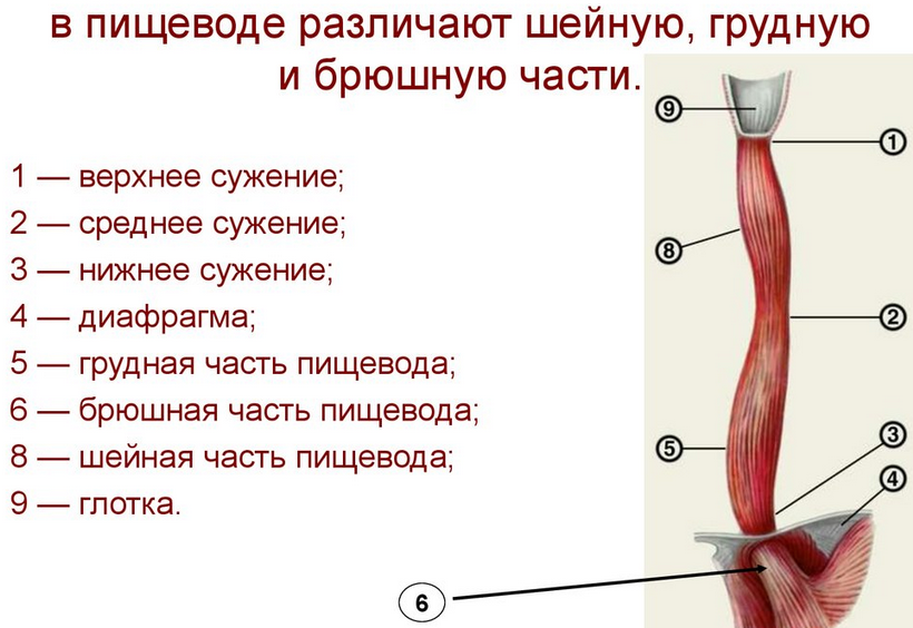 Схема анатомического строения желудочно-кишечного тракта человека: пищевод