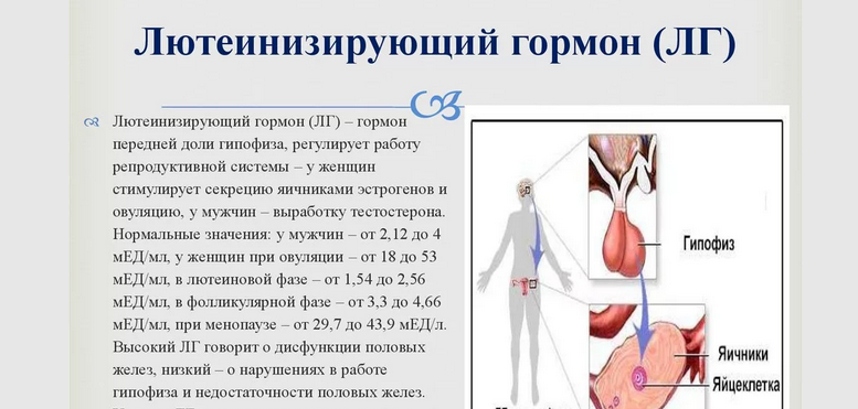 Снижение лг у женщин и мужчин