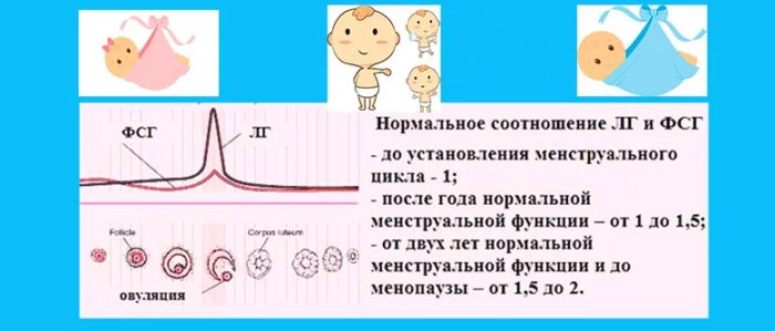 Оптимальное соотношение фсг и лг для зачатия