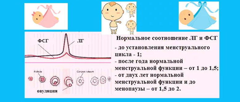 Оптимальное соотношение фсг и лг для зачатия