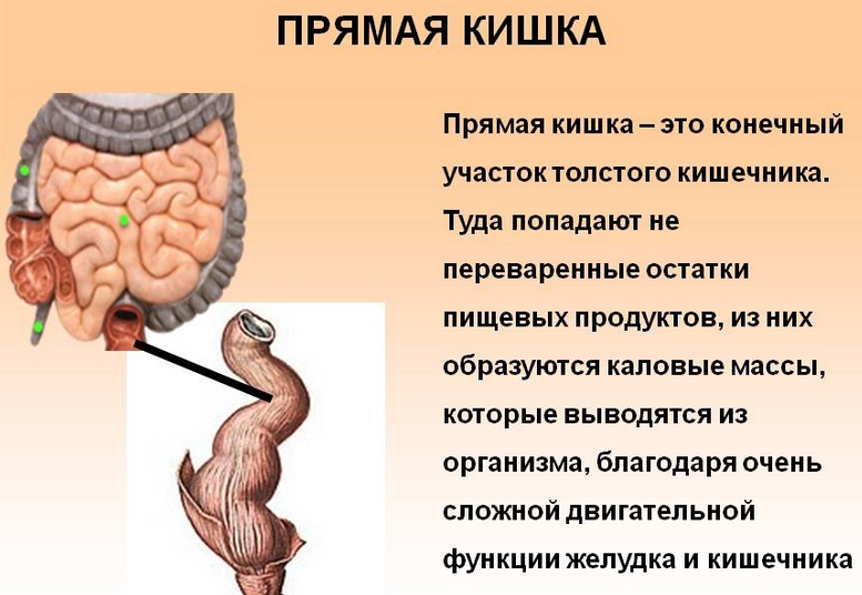 Схема анатомического строения желудочно-кишечного тракта человека: прямая кишка