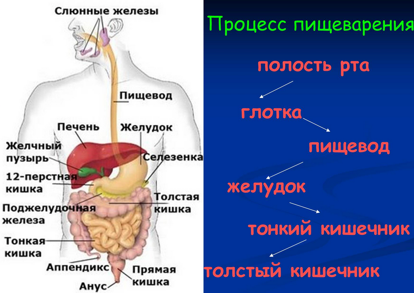 Процесс пищеварения: функции, описание