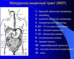 Анатомическое строение желудочно-кишечного тракта человека: схема, функции, отделы ЖКТ, описание