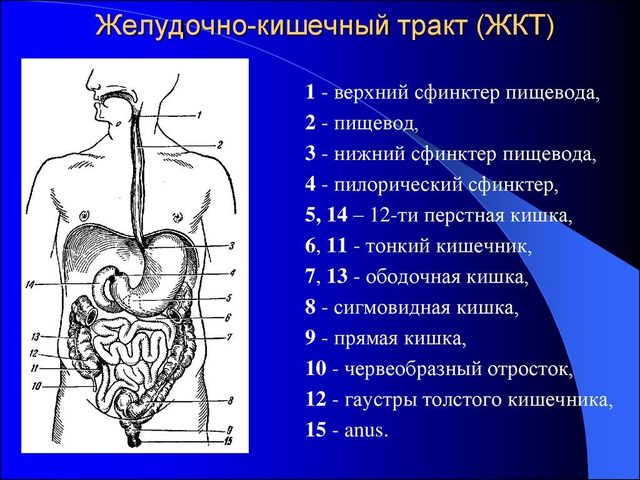 Анатомическое строение желудочно-кишечного тракта человека: схема, функции, отделы ЖКТ, описание