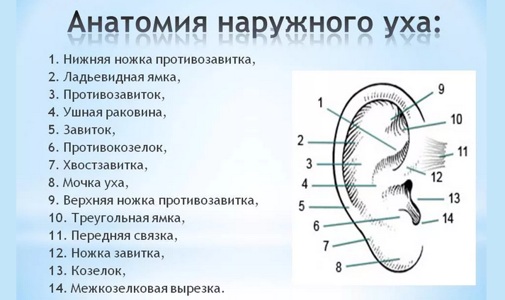 Ухо человека