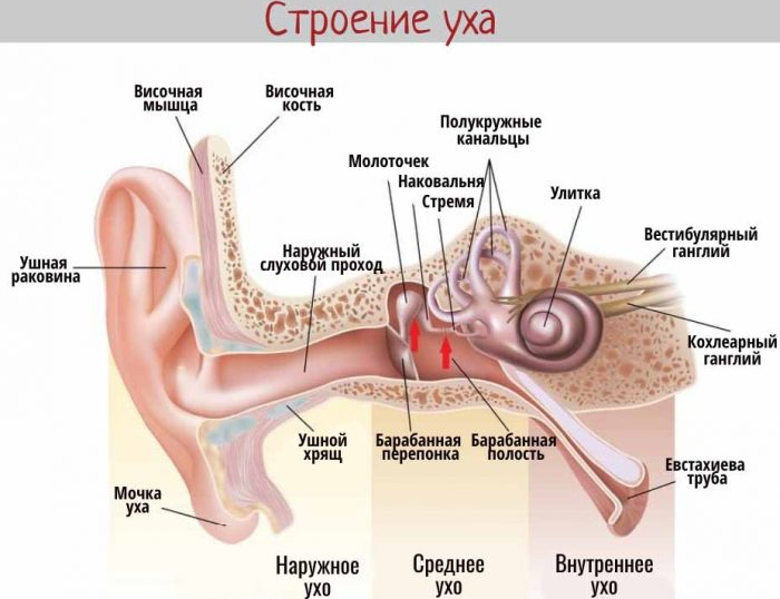 Ухо человека