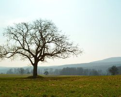 Чем полить дерево, куст, растение, чтобы оно засохло: принципы ликвидации ненужных культур, сорняков. Как полить сорняки солью, уксусом, чтобы не росли? Как убрать пень без корчевания, если дерево засохло?
