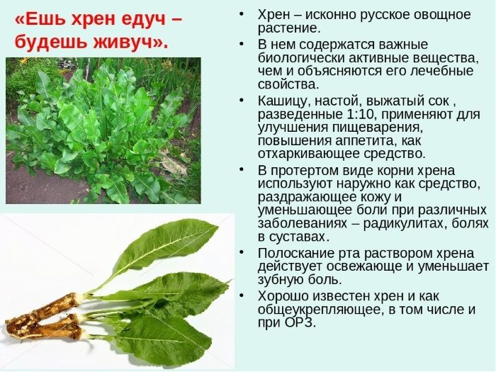 Польза хрена