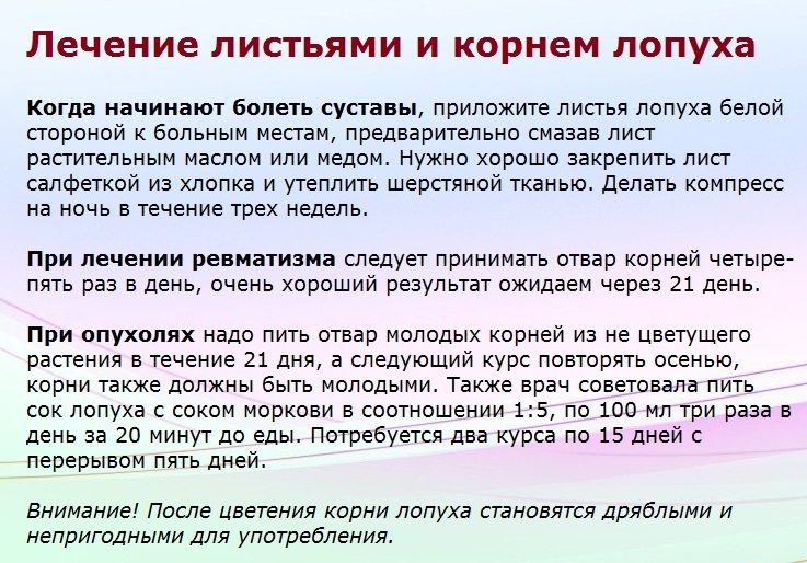 Лечение листьями и корнем лопуха