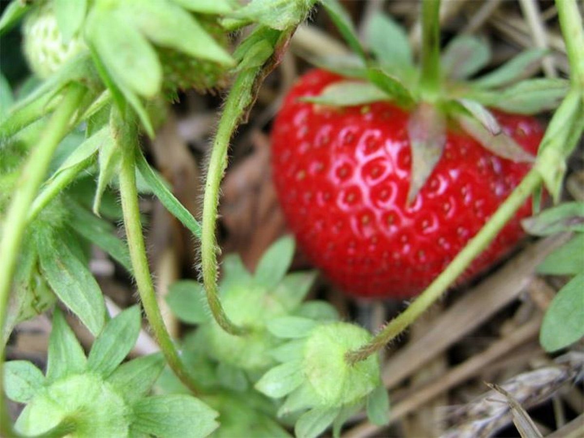 Плоды