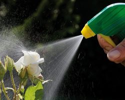 Водка, спирт, самогон от тли на деревьях, смородине, огурцах, перцах, капусте: как использовать, отзывы. Нашатырный спирт от тли на огурцах: инструкция, отзывы