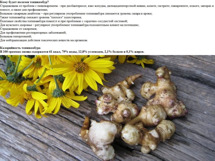 Топинамбур - калорийность на 100 г, кому полезен