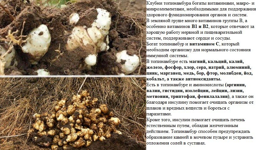 Топинамбур польза для здоровья