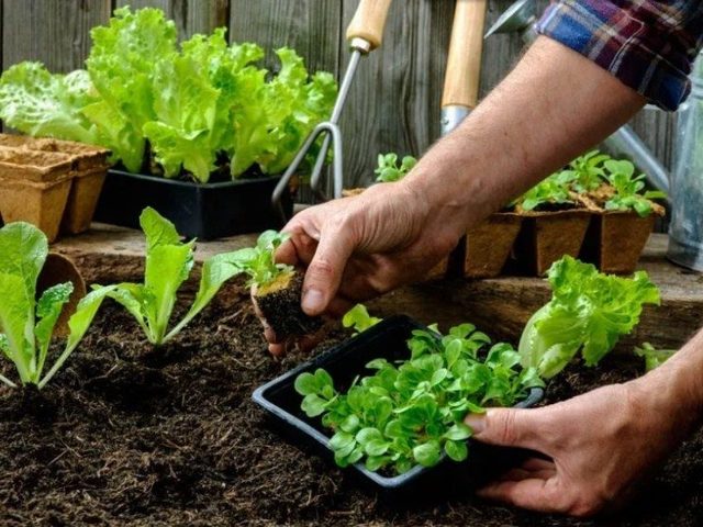 Лунный календарь на 2025 год посева и посадки, пикировки рассады томатов, перца, огурцов, капусты, базилика, сельдерея, петунии, бархатцев, лобелии, астр: благоприятные и неблагоприятные дни по месяцам, советы