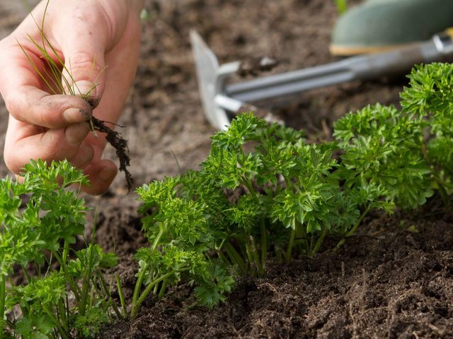 Сколько всходит морковь в открытом грунте? Через сколько дней всходит морковь в открытом грунте? Не взошла морковь: причины — что делать?