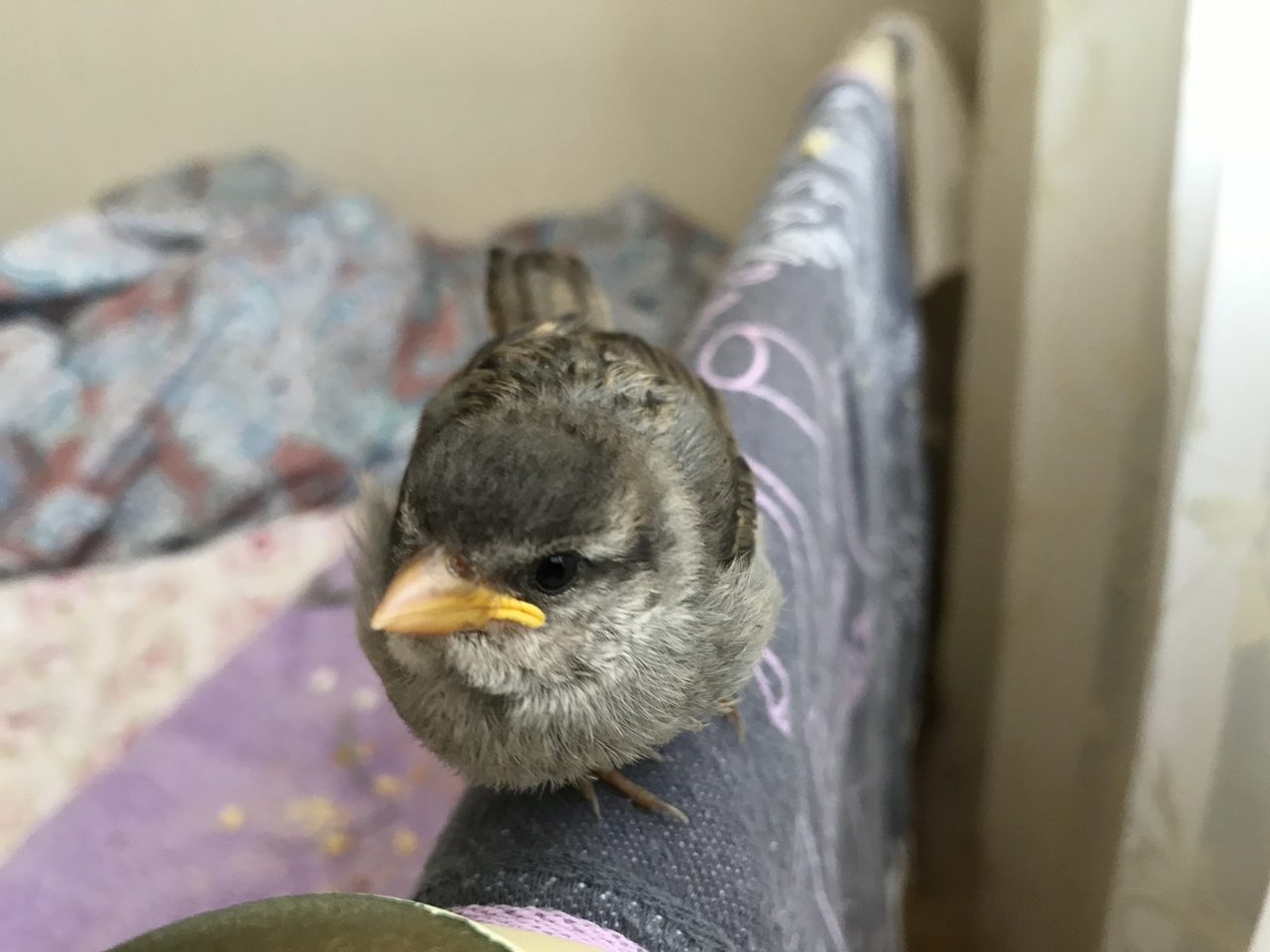 Птенец