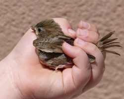 Как выходить птенца воробья в домашних условиях? Когда, как и чем кормить птенца воробья в домашних условиях?