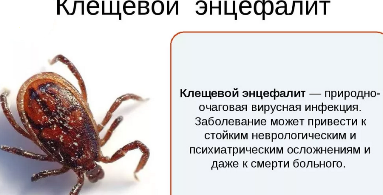 Клещевой энцефалит