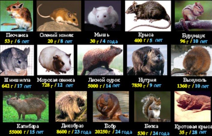 Жизнь грызунов