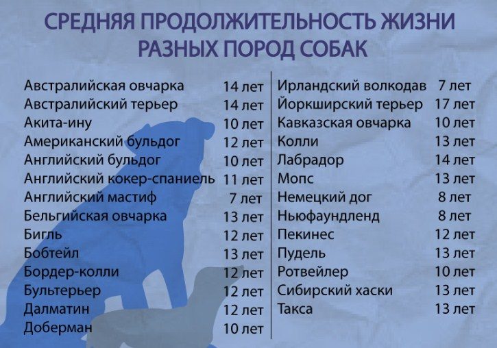 Сколько в среднем живут собаки