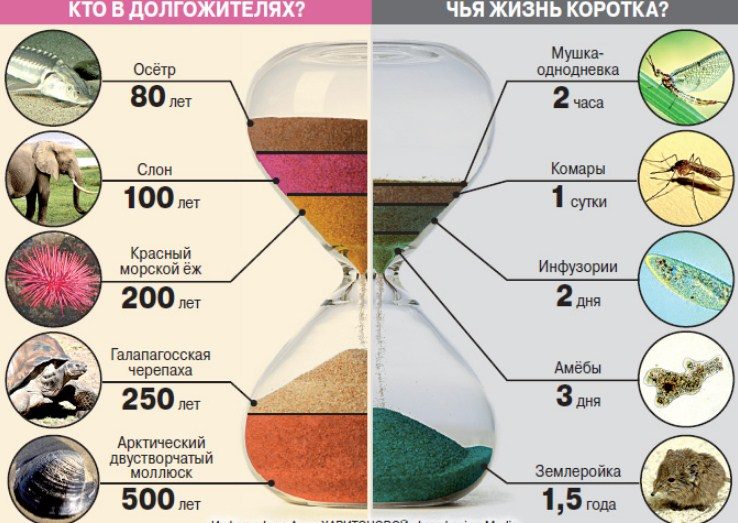 Жизненные показатели
