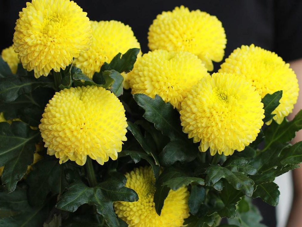 Пионовидные хризантемы