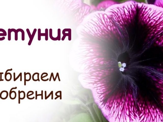Чем подкормить рассаду петунии, цветущую петунию — народные средства, удобрения, витамин B12: советы садоводов