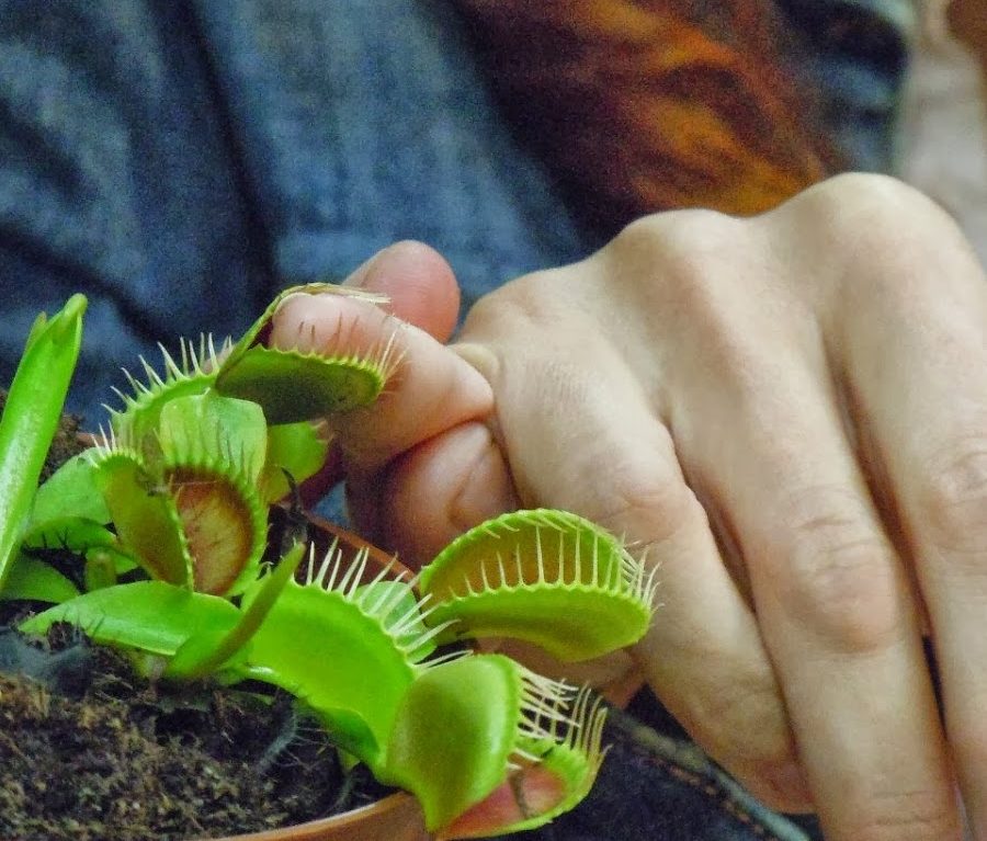 Венерина мухоловка помогает девушкам найти личное счастье