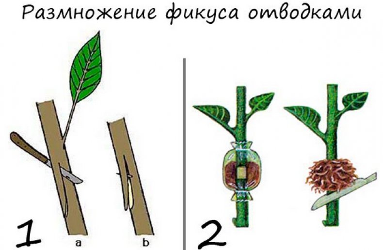 Отводками